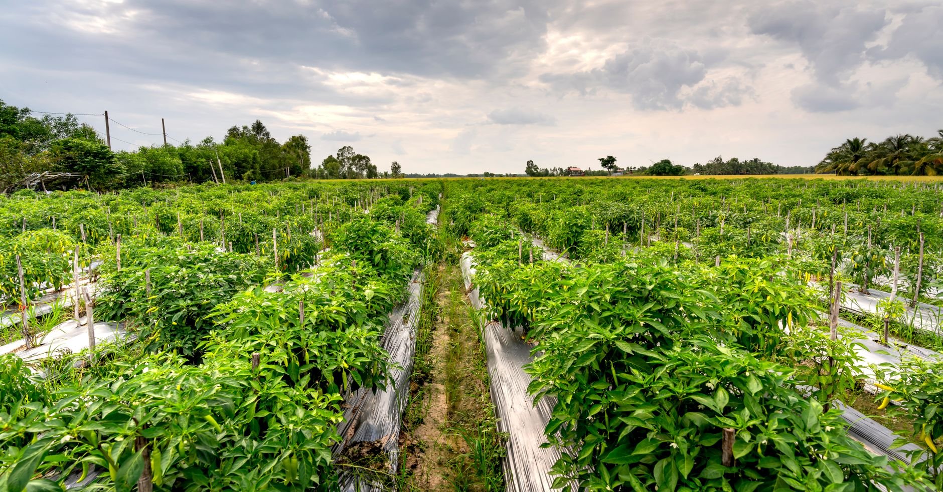Green pepper plants growing in orderly rows on a rural farmland.