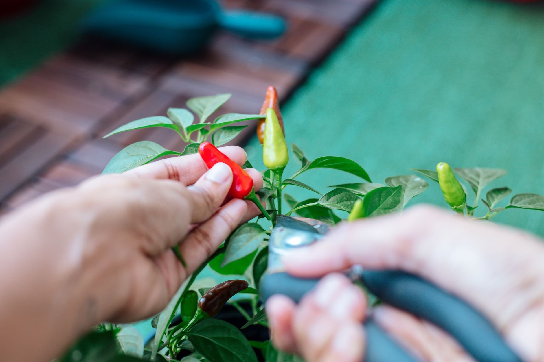 Hands picking fresh red chili peppers from a plant in a garden setting.
