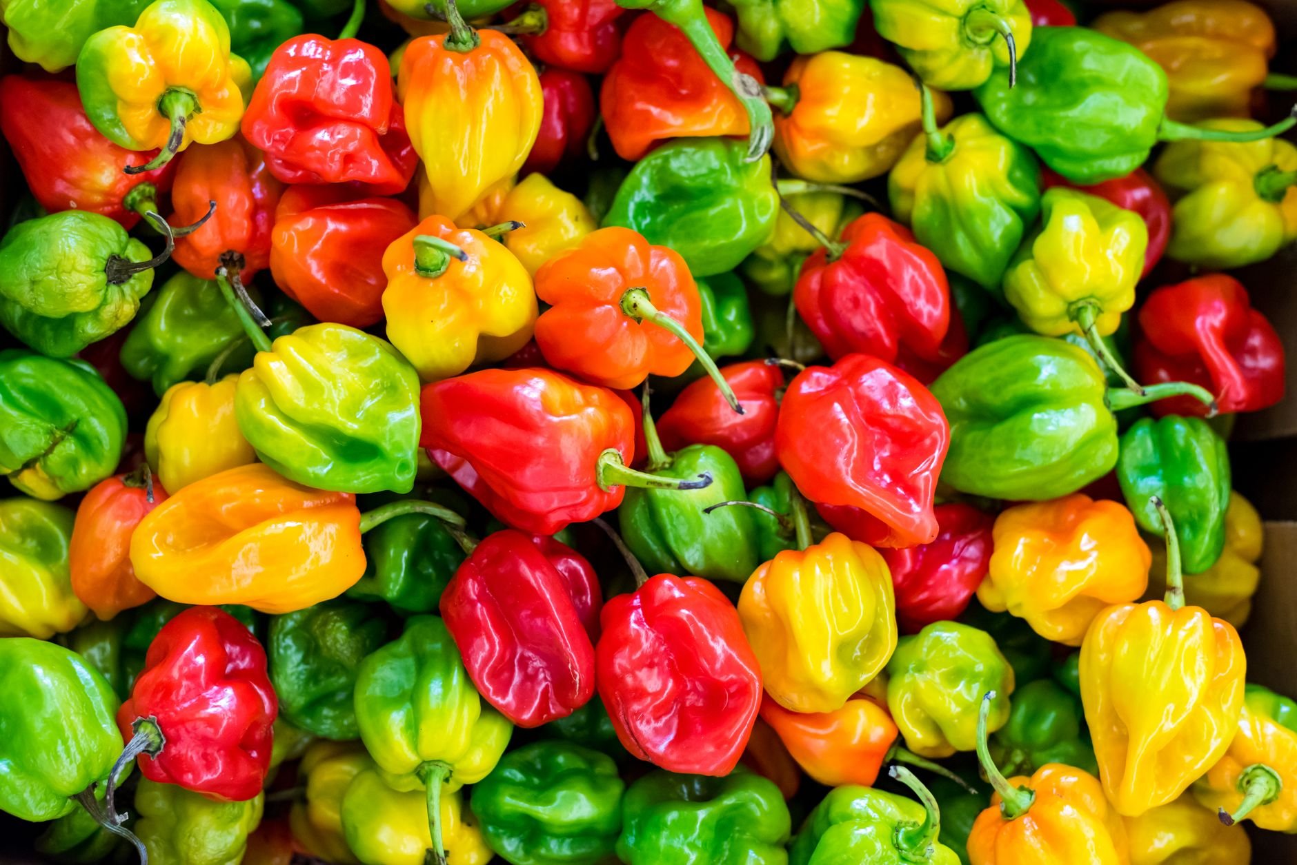 A colorful close-up of fresh habanero peppers — reds, yellows, and greens.